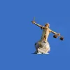 Morgan Rose Solicitors